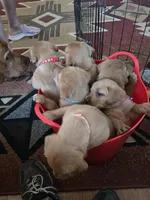 Sage, a female Labrador Retriever for sale in Yuma, AZ – 2 of 3