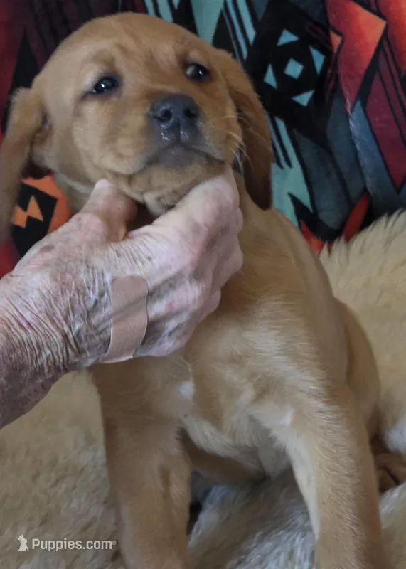 Lucy – Labrador Retriever puppy for sale in Yuma, AZ