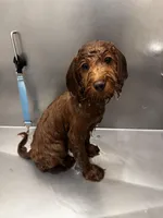 Charlie, a male Cavapoo for sale in Peachtree Corners, GA – Photo 2 of 2