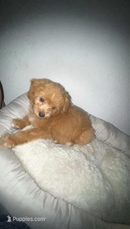 Long haired Chihuahua cross with a toy poodle – Chihuahua, Poodle - Toy  puppy for sale in Winter Springs, FL