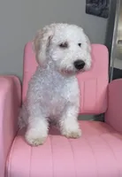 Percy, a male Whoodle for sale in Conroe, TX – Photo 1 of 5