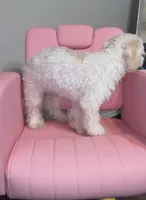 Percy, a male Whoodle for sale in Conroe, TX – Photo 2 of 5