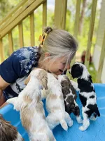 Cody, a male Cocker Spaniel for sale in Boston, GA – 4 of 4