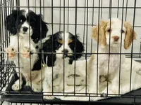 Allie, a female Cocker Spaniel for sale in Boston, GA – 3 of 6