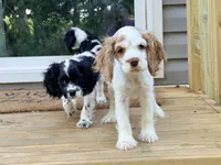 Dolly, a female Cocker Spaniel for sale in Boston, GA – 4 of 4