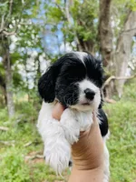 Cody, a male Cocker Spaniel for sale in Boston, GA – 2 of 4
