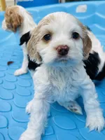 Dolly, a female Cocker Spaniel for sale in Boston, GA – 3 of 4