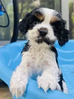 Allie, a female Cocker Spaniel for sale in Boston, GA – 4 of 6
