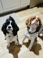 Allie, a female Cocker Spaniel for sale in Boston, GA – 5 of 6