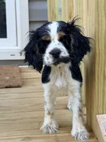 Allie, a female Cocker Spaniel for sale in Boston, GA – 1 of 6