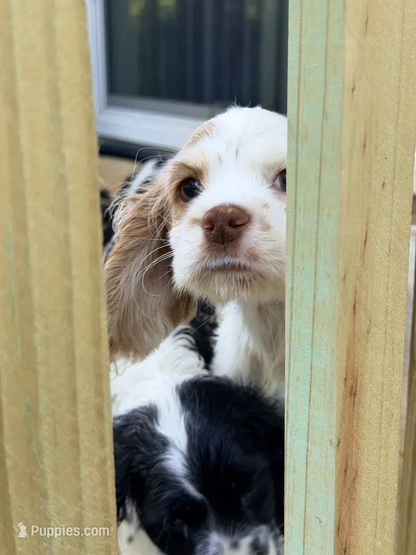 Dolly – Cocker Spaniel puppy for sale in Boston, GA