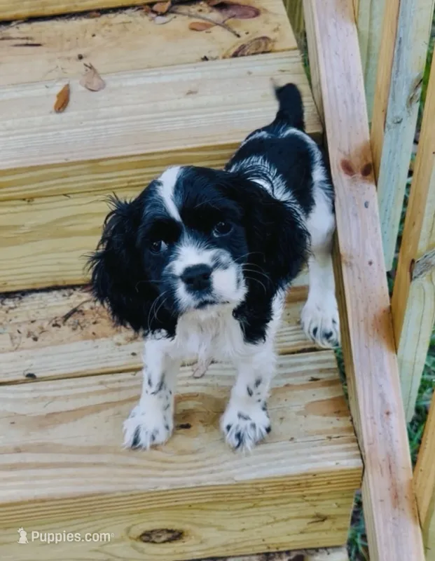 Cody – Cocker Spaniel puppy for sale in Boston, GA