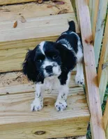 Cody, a male Cocker Spaniel for sale in Boston, GA – 1 of 4
