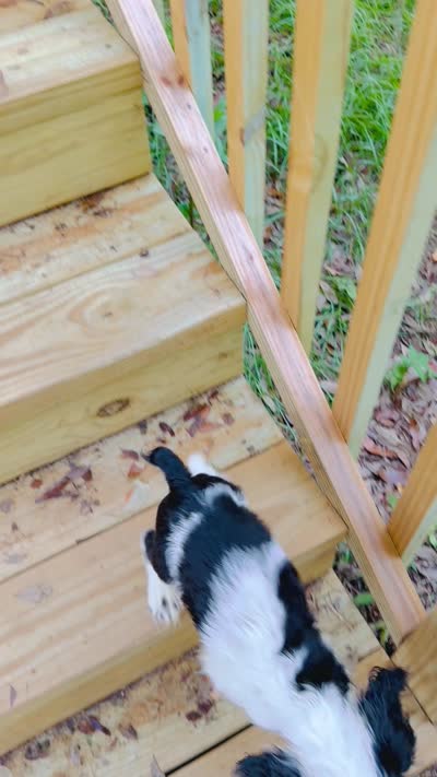 Allie, a female Cocker Spaniel for sale in Boston, GA – 6 of 6