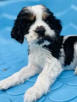 Allie, a female Cocker Spaniel for sale in Boston, GA – 2 of 6