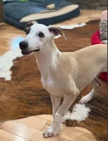 Pirate, a male Whippet for sale in Summerville, GA – 9 of 10