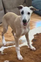 Pirate, a male Whippet for sale in Summerville, GA – 8 of 10