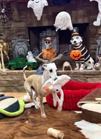 Pirate, a male Whippet for sale in Summerville, GA – 2 of 10