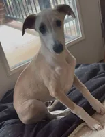 Pirate, a male Whippet for sale in Summerville, GA – 10 of 10