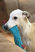 Pirate, a male Whippet for sale in Summerville, GA – 7 of 10