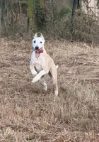 Pirate, a male Whippet for sale in Summerville, GA – 5 of 10