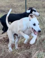 Pirate, a male Whippet for sale in Summerville, GA – 6 of 10