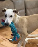 Pirate, a male Whippet for sale in Summerville, GA – 1 of 10