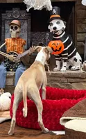 Pirate, a male Whippet for sale in Summerville, GA – 3 of 10
