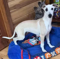 Pirate, a male Whippet for sale in Summerville, GA – 4 of 10