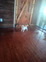 Levi, a male Labradoodle for sale in Carbondale, IL – Photo 4 of 4