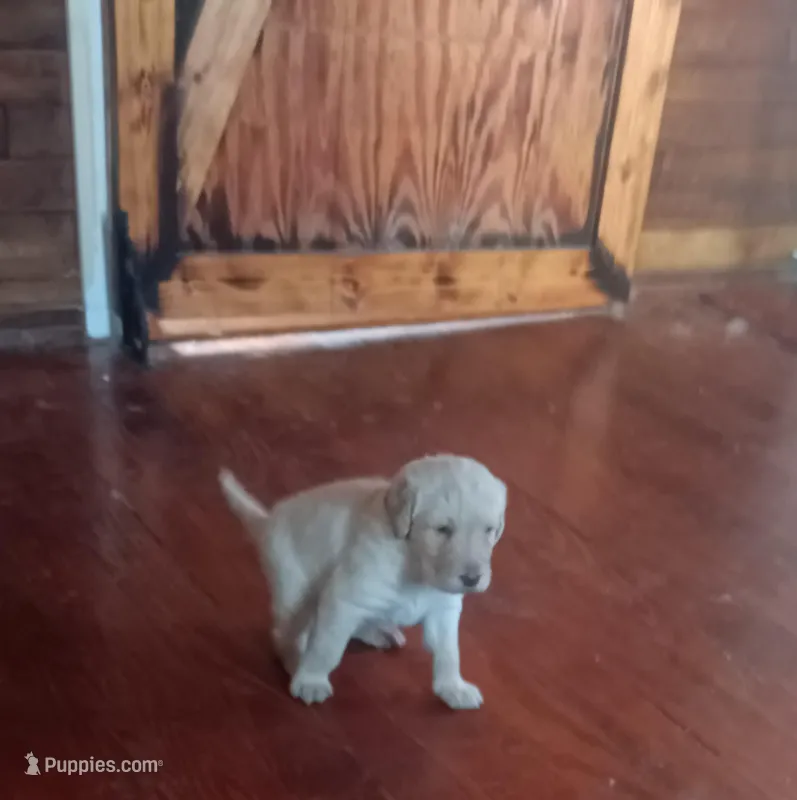 Levi, a male Labradoodle for sale in Carbondale, IL – Photo 1 of 4