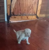 Levi, a male Labradoodle for sale in Carbondale, IL – Photo 1 of 4