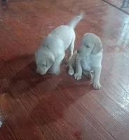 Levi, a male Labradoodle for sale in Carbondale, IL – Photo 2 of 4