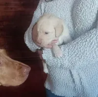 Levi, a male Labradoodle for sale in Carbondale, IL – Photo 3 of 4