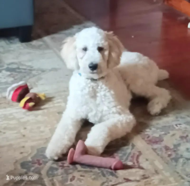 Louie , a male Poodle - Standard  for sale in Carbondale, IL – Photo 1 of 4