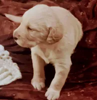 Maiseys pups, a male Labradoodle for sale in Carbondale, IL – Photo 3 of 5