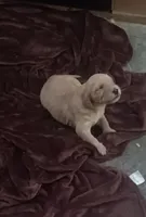 Maiseys pups, a male Labradoodle for sale in Carbondale, IL – Photo 2 of 5