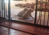 Maiseys pups, a male Labradoodle for sale in Carbondale, IL – Photo 4 of 5