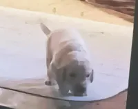 Maiseys pups, a male Labradoodle for sale in Carbondale, IL – Photo 1 of 5