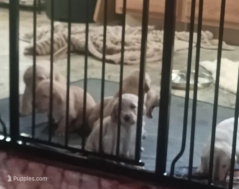 Pippy, a female Labradoodle for sale in Carbondale, IL – Photo 1 of 1