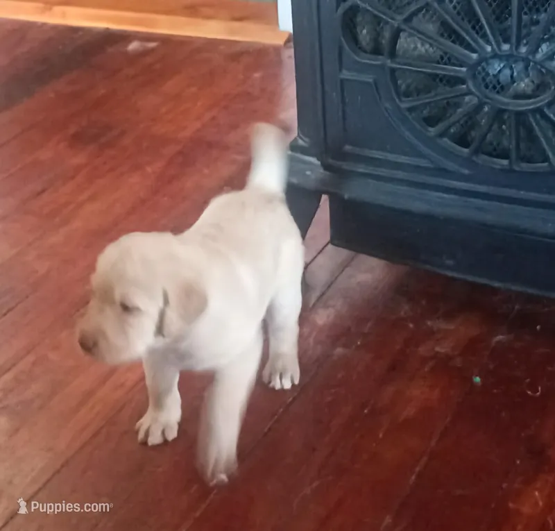 Tippy, a female Labradoodle for sale in Carbondale, IL – Photo 1 of 1