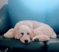 Louie , a male Poodle - Standard  for sale in Carbondale, IL – Photo 4 of 10