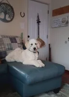 Louie , a male Poodle - Standard  for sale in Carbondale, IL – Photo 3 of 10