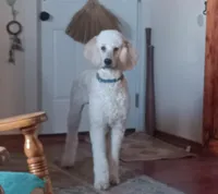 Louie , a male Poodle - Standard  for sale in Carbondale, IL – Photo 2 of 10