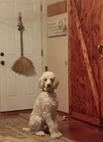 Louie , a male Poodle - Standard  for sale in Carbondale, IL – Photo 6 of 10