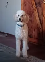Louie , a male Poodle - Standard  for sale in Carbondale, IL – Photo 1 of 10