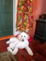 Louie , a male Poodle - Standard  for sale in Carbondale, IL – Photo 8 of 10