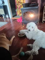 Louie , a male Poodle - Standard  for sale in Carbondale, IL – Photo 9 of 10