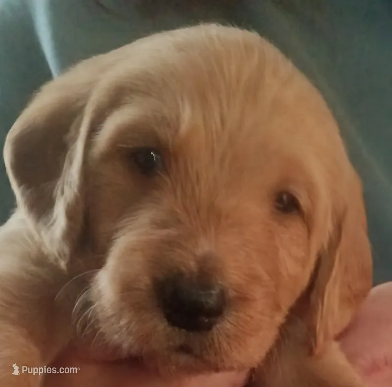 Bonnie , a female Labradoodle for sale in Carbondale, IL – Photo 1 of 1