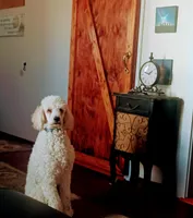 Louie , a male Poodle - Standard  for sale in Carbondale, IL – Photo 7 of 8